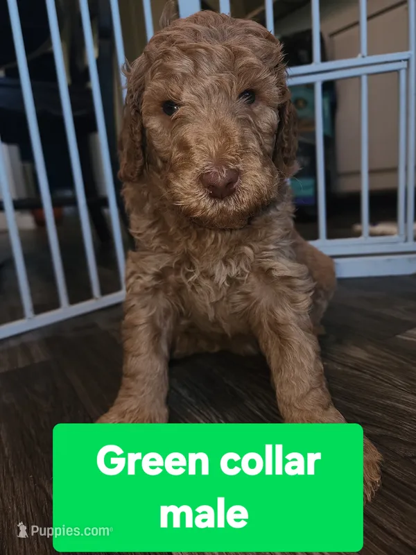 Green collar – Goldendoodle puppy for sale in Marianna, FL