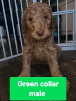 Green collar, a male Goldendoodle for sale in Marianna, FL – 1 of 1