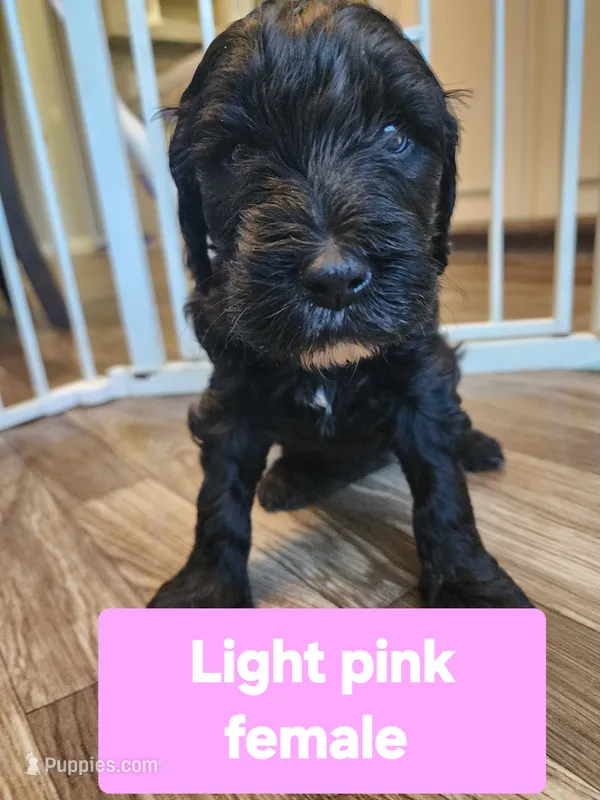 Light Pink Collar – Goldendoodle puppy for sale in Marianna, FL