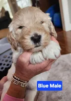 Blue Collar, a male Goldendoodle for sale in Marianna, FL – Photo 3 of 5