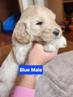 Blue Collar, a male Goldendoodle for sale in Marianna, FL – Photo 4 of 5