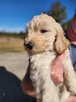 Blue Collar, a male Goldendoodle for sale in Marianna, FL – Photo 2 of 5
