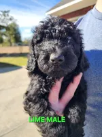Lime Collar, a male Goldendoodle for sale in Marianna, FL – Photo 1 of 4
