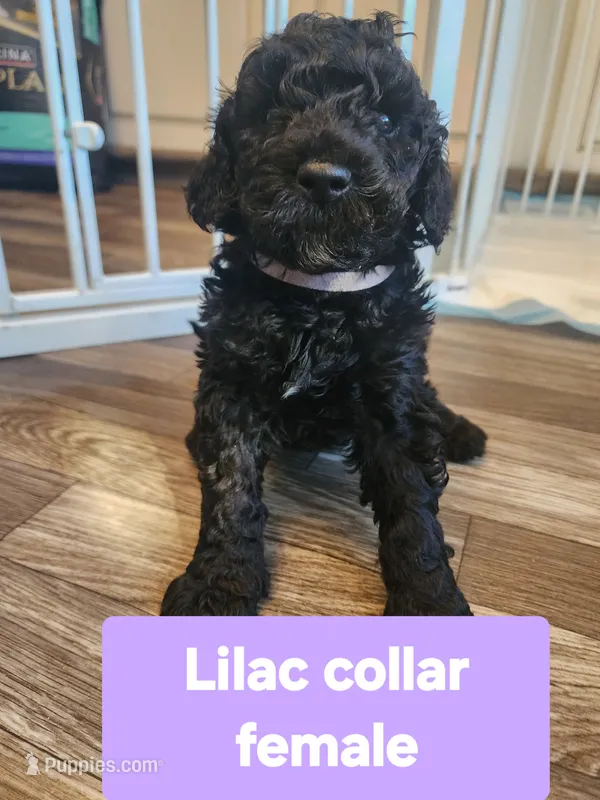 Lilac Collar  – Goldendoodle puppy for sale in Marianna, FL
