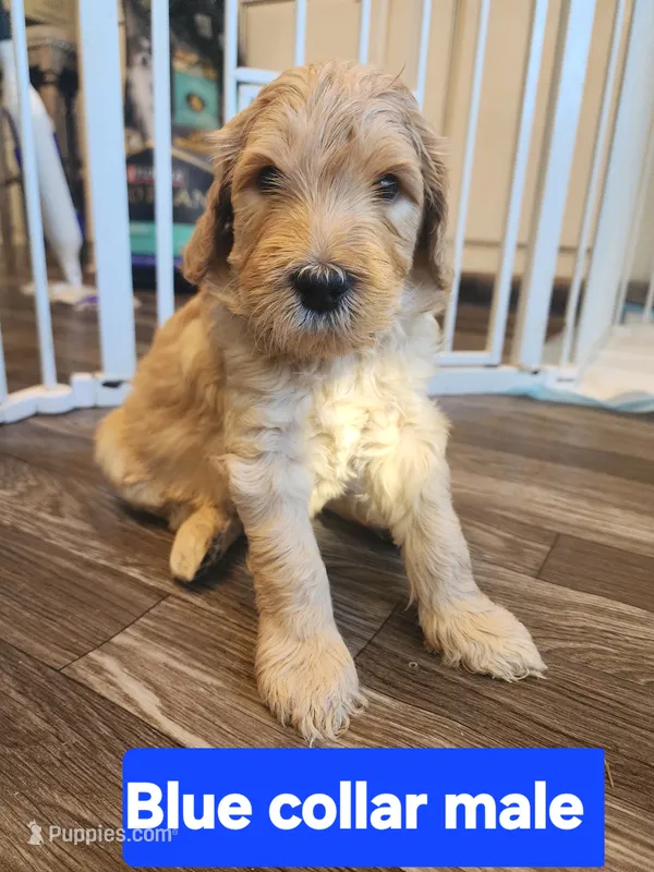 Blue Collar – Goldendoodle puppy for sale in Marianna, FL