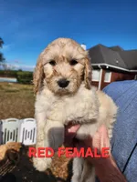 Red Collar , a female Goldendoodle for sale in Marianna, FL – Photo 1 of 7