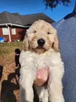 Red Collar , a female Goldendoodle for sale in Marianna, FL – Photo 4 of 7