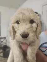 Red Collar , a female Goldendoodle for sale in Marianna, FL – Photo 5 of 7