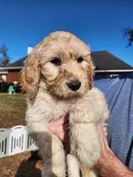 Red Collar , a female Goldendoodle for sale in Marianna, FL – Photo 3 of 7