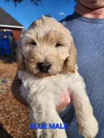 Red Collar , a female Goldendoodle for sale in Marianna, FL – Photo 6 of 7
