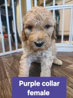 Purple Collar , a female Goldendoodle for sale in Marianna, FL – 1 of 1