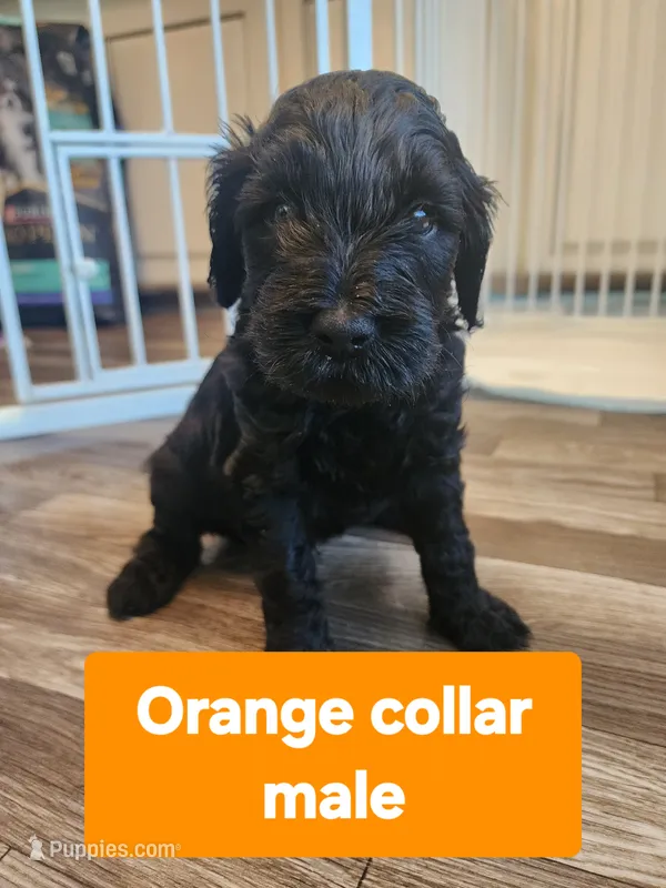 Orange collar  – Goldendoodle puppy for sale in Marianna, FL