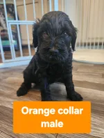 Orange collar , a male Goldendoodle for sale in Marianna, FL – 1 of 1