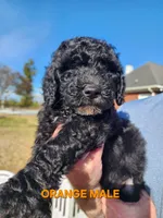Hot Pink Collar, a female Goldendoodle for sale in Marianna, FL – Photo 2 of 5