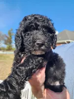 Hot Pink Collar, a female Goldendoodle for sale in Marianna, FL – Photo 1 of 5