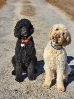 Orange Collar, a male Goldendoodle for sale in Marianna, FL – Photo 5 of 5