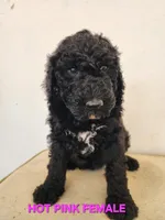 Hot Pink Collar, a female Goldendoodle for sale in Marianna, FL – Photo 3 of 5