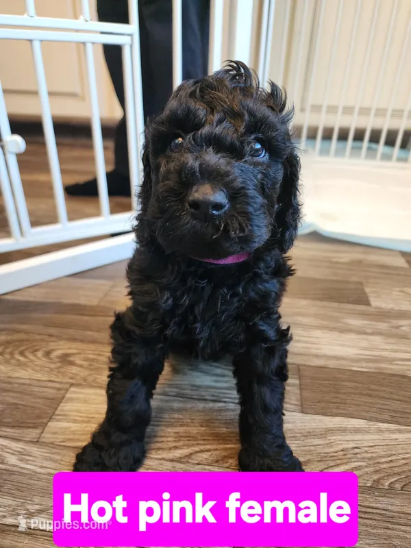 Hot Pink Collar – Goldendoodle puppy for sale in Marianna, FL