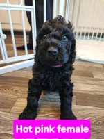 Hot Pink Collar, a female Goldendoodle for sale in Marianna, FL – 1 of 1