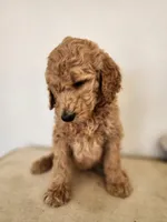 Black Collar, a male Goldendoodle for sale in Marianna, FL – Photo 5 of 8