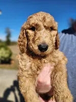 Black Collar, a male Goldendoodle for sale in Marianna, FL – Photo 1 of 8