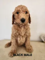 Black Collar, a male Goldendoodle for sale in Marianna, FL – Photo 2 of 8