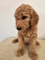 Black Collar, a male Goldendoodle for sale in Marianna, FL – Photo 7 of 8