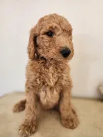 Black Collar, a male Goldendoodle for sale in Marianna, FL – Photo 4 of 8