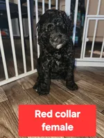 Red Collar, a female Goldendoodle for sale in Marianna, FL – 1 of 1