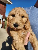 Green Collar, a male Goldendoodle for sale in Marianna, FL – Photo 1 of 7