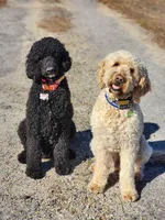 Green Collar, a male Goldendoodle for sale in Marianna, FL – Photo 7 of 7