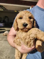 Green Collar, a male Goldendoodle for sale in Marianna, FL – Photo 5 of 7