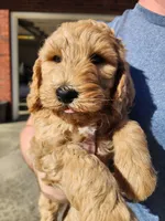 Green Collar, a male Goldendoodle for sale in Marianna, FL – Photo 3 of 7