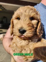 Green Collar, a male Goldendoodle for sale in Marianna, FL – Photo 4 of 7