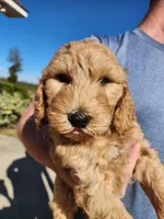 Green Collar, a male Goldendoodle for sale in Marianna, FL – Photo 2 of 7