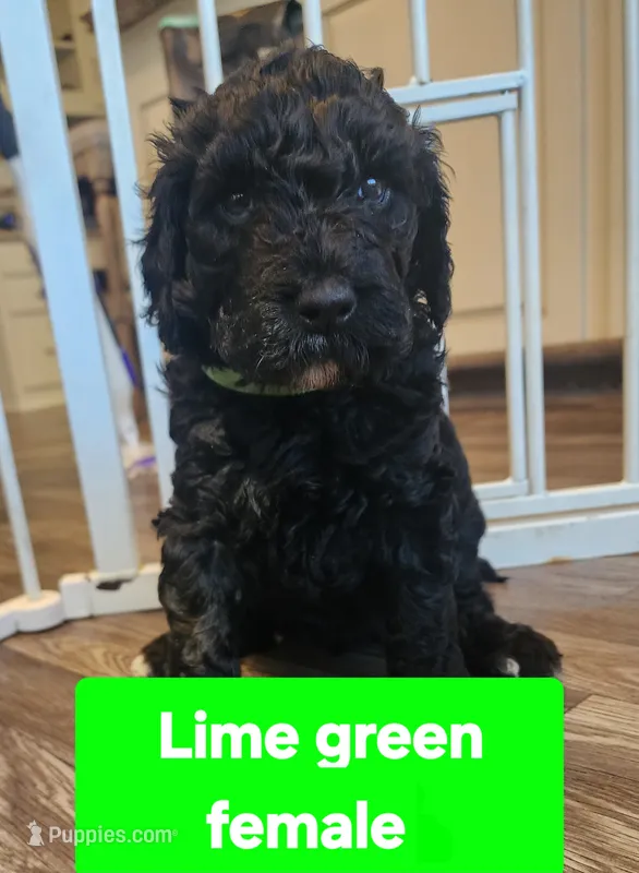 Lime Green Collar  – Goldendoodle puppy for sale in Marianna, FL