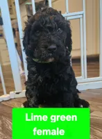 Lime Green Collar , a female Goldendoodle for sale in Marianna, FL – 1 of 1