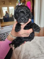 Orange Collar, a male Goldendoodle for sale in Marianna, FL – Photo 3 of 5