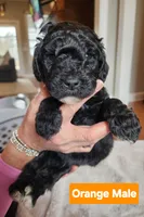 Orange Collar, a male Goldendoodle for sale in Marianna, FL – Photo 2 of 5