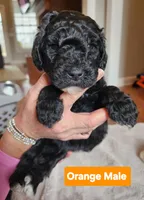 Orange Collar, a male Goldendoodle for sale in Marianna, FL – Photo 1 of 5