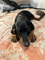 Ruby , a female Doberman Pinscher for sale in Oxnard, CA – 2 of 5
