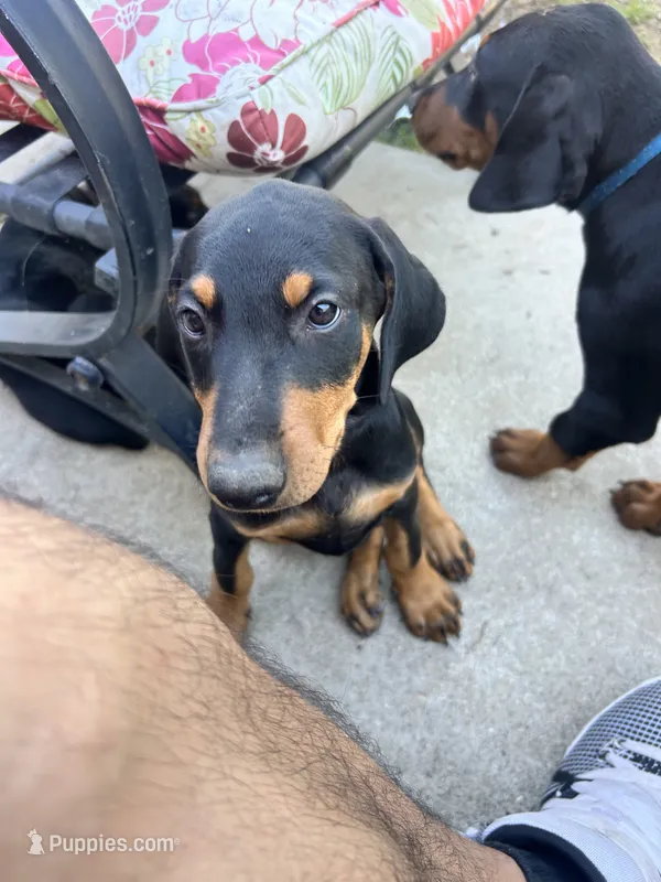 Princess, a male Doberman Pinscher for sale in Oxnard, CA – 1 of 7