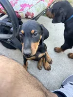 Princess, a male Doberman Pinscher for sale in Oxnard, CA – 1 of 7