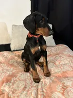 Ruby , a female Doberman Pinscher for sale in Oxnard, CA – 3 of 5