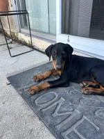Princess, a male Doberman Pinscher for sale in Oxnard, CA – 4 of 7