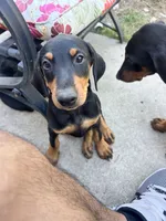 Princess, a male Doberman Pinscher for sale in Oxnard, CA – 5 of 7