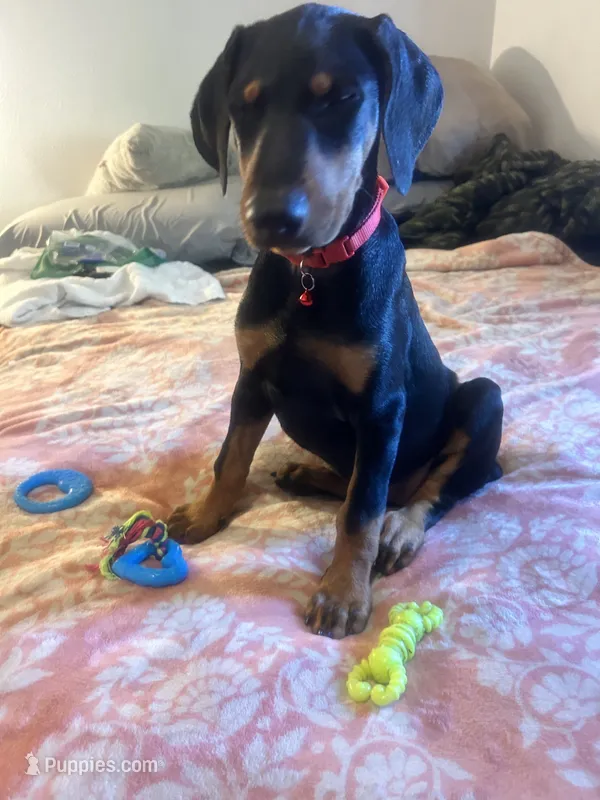Lady pinks  – Doberman Pinscher puppy for sale in Oxnard, CA