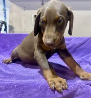  pride, a male Doberman Pinscher for sale in Oxnard, CA – 2 of 2