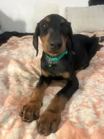 Emerald, a male Doberman Pinscher for sale in Oxnard, CA – 3 of 4