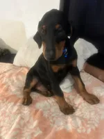  Blue, a male Doberman Pinscher for sale in Oxnard, CA – 4 of 5